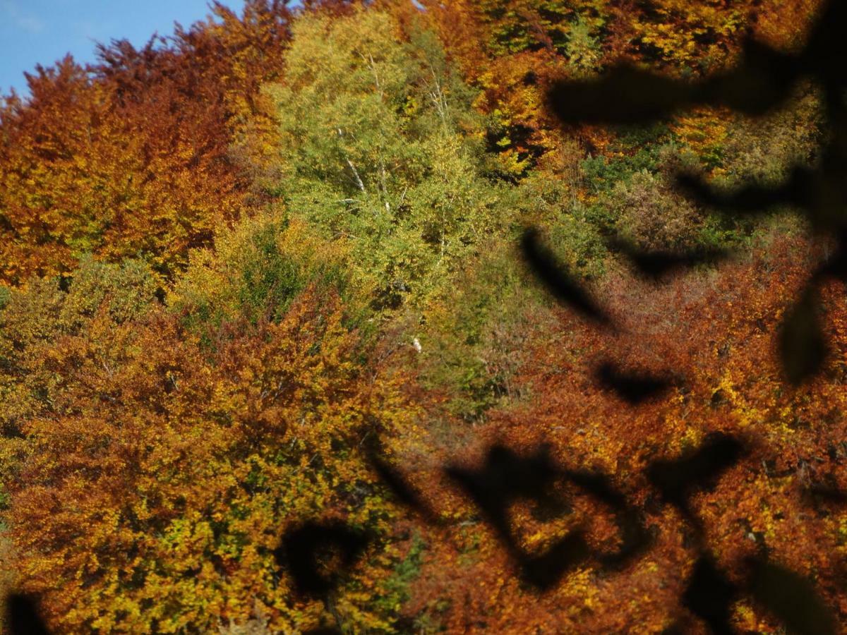 Gite Colombe Des Bois Estadens Bagian luar foto